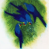 Blue Macaws
