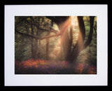 Bluebells At Sunset, Redburn Forest Black Frame