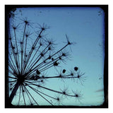 Stalks in Blue