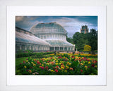 Belfast - Palm House Botanic Gardens Frame White
