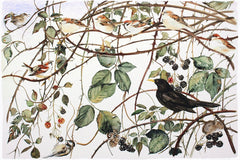 The Lost Words - Bramble