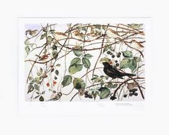 The Lost Words - Bramble - Unframed