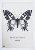 Nature - British Butterflies Swallowtail in Slate Frame White