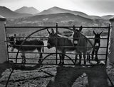 Co Down - Mourne Donkeys Unframed