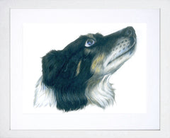 Sandy Collie White Frame