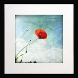 Coquelicot Black frame