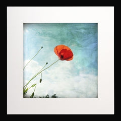 Coquelicot Black frame