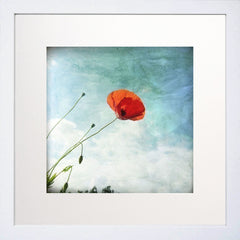 Coquelicot White Frame 