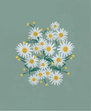Daisies Sage
