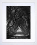Co Antrim - Dark Hedges Mist Clearing Mono White  Box Frame 30X40