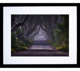 Dark Hedges Morning Mist Black Frame 30 x 40