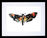 Animals Insect - Death Head Hawk Moth Frame Black