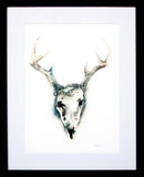 Animals Deer - Skull Frame Black