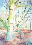 Deer In Woods