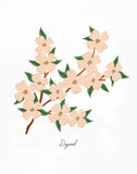 Dogwood