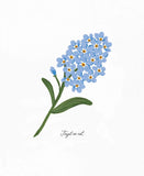 Forget-Me-Not
