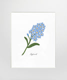 Forget-Me-Not - Unframed