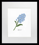 Forget-Me-Not - Black Box Frame