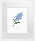Forget-Me-Not - White Box Frame