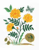 French Marigold