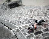 Paris In Grey - Cobblestones And Pigeons Unframed
