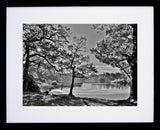Down - Hillsborough Forest Park Framed