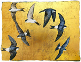 The Book Of Birds - House Martin - Premium Edition