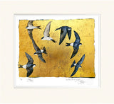 The Book Of Birds - House Martin - Premium Edition