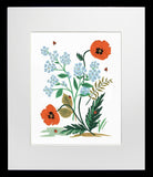 Iceland Poppy Black Frame