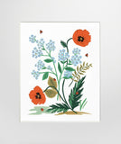 Iceland Poppy Unframed
