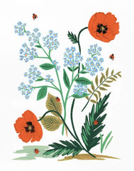 Iceland Poppy