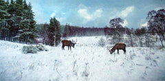 Other - In Winter's Silence