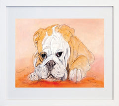 Bull Dog White Frame