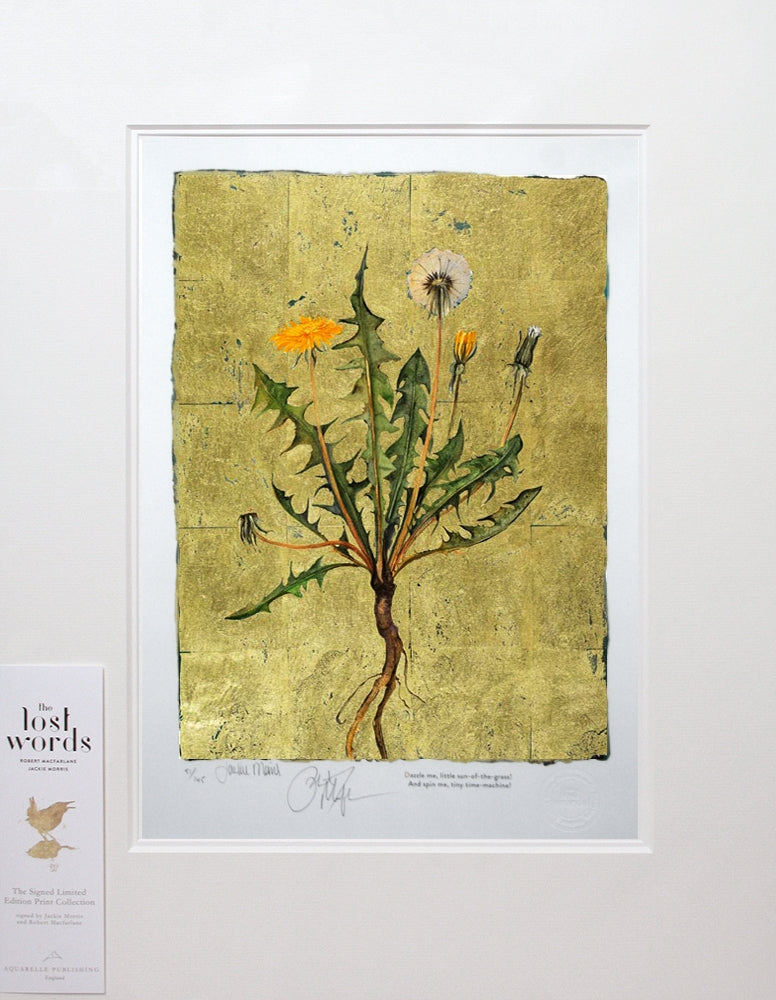 The Lost Words Prints | Jackie Morris | Dandelion | Yard Gallery