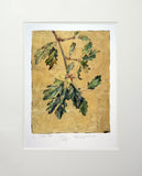 The Lost Words - Acorn Unframed
