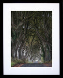 Dark Hedges  Frame Black 30x40