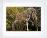 Co Down - Tollymore Spring I Frame White 