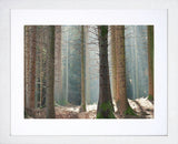 Co Down - Tollymore Spring II Frame White 