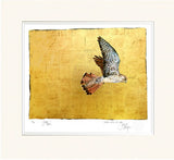 The Book Of Birds - Kestrel - Premium Edition