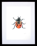 Animals Insect - Ladybird Frame Black