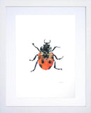 Animals Insect - Ladybird White Frame