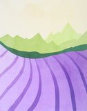 Lavender Fields