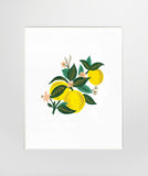 Lemon Blossom - Unframed