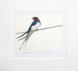 The Lost Spells - Swallow Unframed