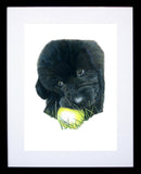 Luna Newfoundland Framed