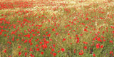 Other - Poppies In Gold