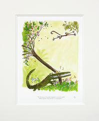 Roald Dahl Enormous Crocodile - His Teeth Rattled Together - Unframed