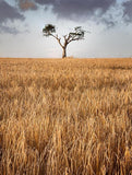 Co Down - Rihanna Tree I Unframed
