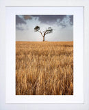 Co Down - Rihanna Tree I  Frame White 