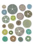 Sea Urchins In Naturals Unframed